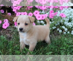 Small Photo #2 Poo-Shi Puppy For Sale in SHILOH, OH, USA