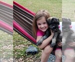 Puppy Chanel Schnauzer (Giant)