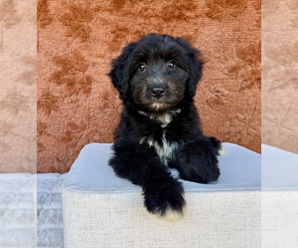 Medium Photo #3 Aussiedoodle Puppy For Sale in OCALA, FL, USA