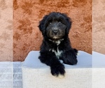Small #2 Aussiedoodle