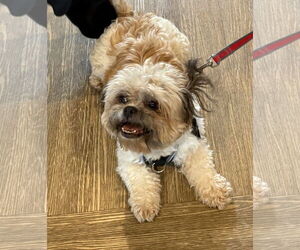 Shih Tzu-Unknown Mix Dogs for adoption in Wheaton, IL, USA