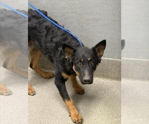 German Shepherd Dog-Unknown Mix Dogs for adoption in Las Vegas, NV, USA