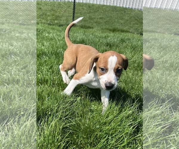 Medium Photo #1 Bogle Puppy For Sale in Mechanicsburg, PA, USA