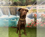 Small #1 Chocolate Labrador retriever Mix