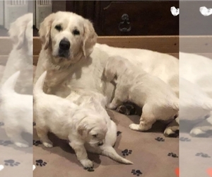 Mother of the Golden Retriever puppies born on 03/20/2021