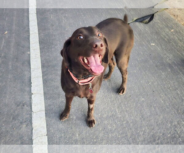 Medium Photo #4 Labrador Retriever-Unknown Mix Puppy For Sale in Clovis, CA, USA