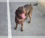 Small Photo #4 Labrador Retriever-Unknown Mix Puppy For Sale in Clovis, CA, USA