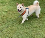 Small Photo #4 Shiba Inu Puppy For Sale in HIXSON, TN, USA