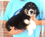 Small #1 Miniature Labradoodle