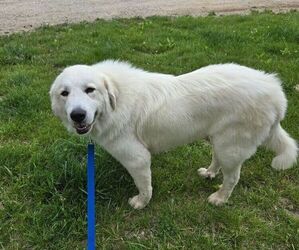 Great Pyrenees Puppy for sale in FORT SCOTT, KS, USA