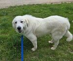 Small Great Pyrenees