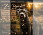 Small #1 American Staffordshire Terrier