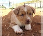 Small Photo #26 Miniature Australian Shepherd Puppy For Sale in WITTMANN, AZ, USA