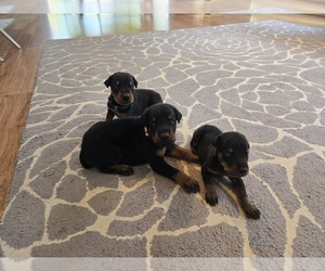 Doberman Pinscher Puppy for Sale in MONROE, North Carolina USA
