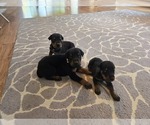 Image preview for Ad Listing. Nickname: Litter of 11