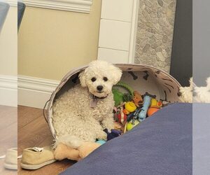 Mother of the Bichon Frise puppies born on 10/14/2025