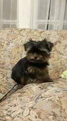 Yorkshire Terrier Puppy for sale in SALLEY, SC, USA