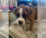 Puppy Tank AKC boxer Boxer