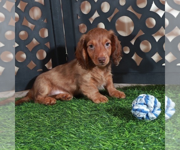 Medium Photo #2 Dachshund Puppy For Sale in MOUNT VERNON, OH, USA