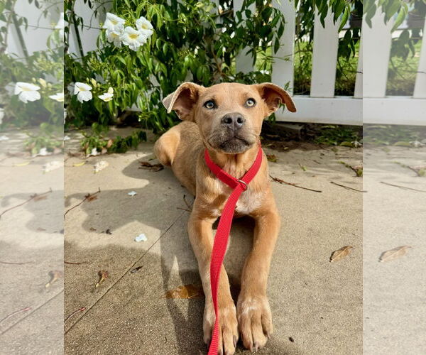 Medium Photo #2 American Staffordshire Terrier-Labrador Retriever Mix Puppy For Sale in Newport Beach, CA, USA