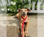 Small #1 American Staffordshire Terrier-Labrador Retriever Mix