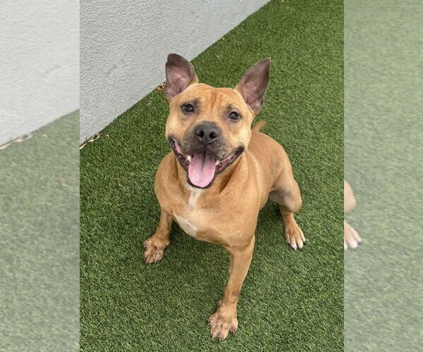 Medium Photo #4 Mutt Puppy For Sale in Pompano Beach , FL, USA