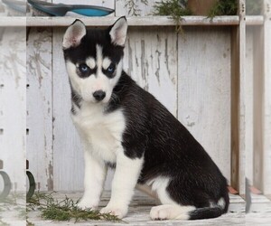 Medium Siberian Husky