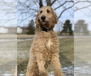 Father of the Irish Doodle puppies born on 12/13/2019