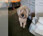 Small #1 Goldendoodle (Miniature)