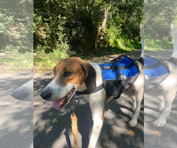 Medium Photo #3 Mutt Puppy For Sale in Rustburg, VA, USA