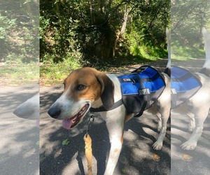 Mitchell: At shelter/Sponsored by Kubota - Male Mutt Dog for Adoption - Photo #3