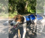 Small Photo #3 Mutt Puppy For Sale in Rustburg, VA, USA