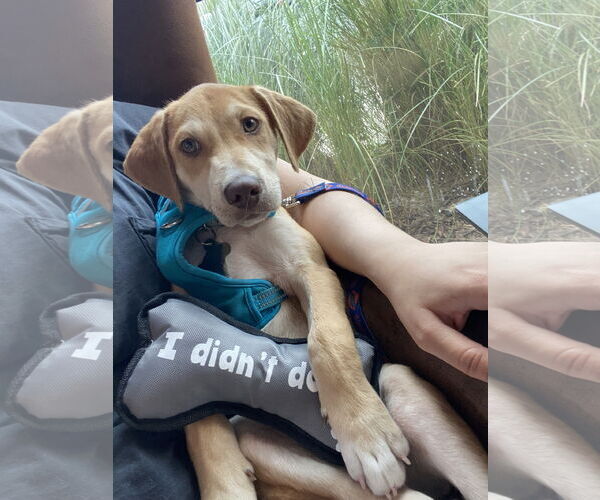 Medium Photo #5 Labrador Retriever-Unknown Mix Puppy For Sale in Sanford, FL, USA