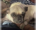 Small Chug