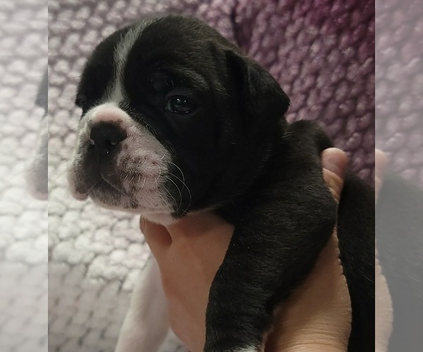 Medium Photo #4 Olde English Bulldogge Puppy For Sale in ATHOL, ID, USA