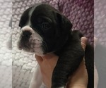 Small #3 Olde English Bulldogge