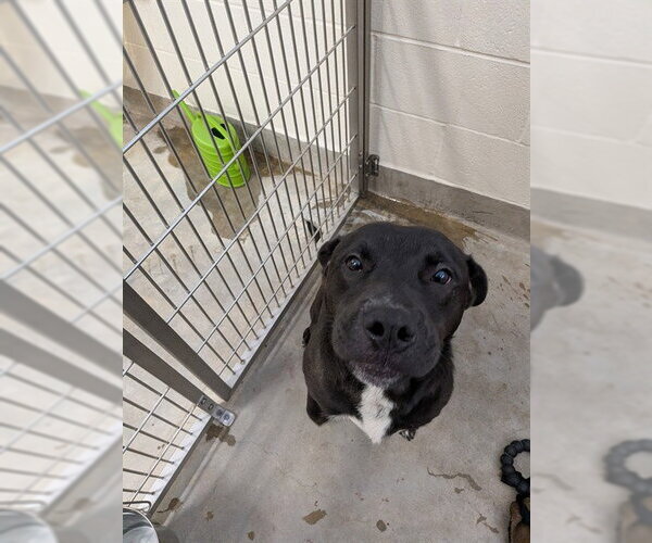 Medium Photo #1 Labrador Retriever-Unknown Mix Puppy For Sale in Jackson, CA, USA