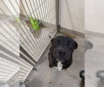 Small Labrador Retriever Mix