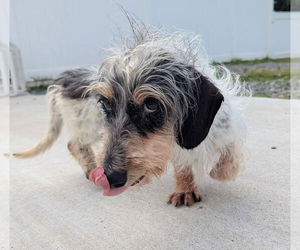 Medium Photo #3 Dachshund Puppy For Sale in Shelbyville, TN, USA