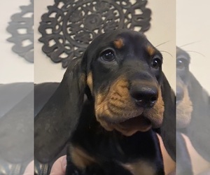 Black and Tan Coonhound Puppy for sale in DELTONA, FL, USA