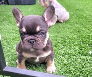 French Bulldog Puppy for sale in LAS VEGAS, NV, USA