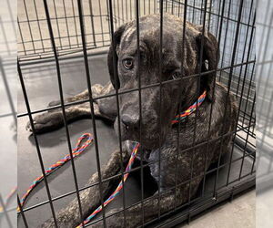 Mutt Dogs for adoption in Las Vegas, NV, USA
