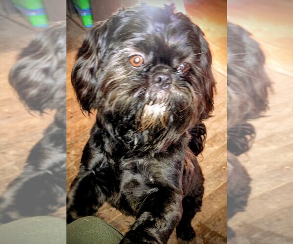 Medium Photo #1 ShiChi Puppy For Sale in STOCKTON, CA, USA