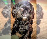 Small Photo #1 ShiChi Puppy For Sale in STOCKTON, CA, USA