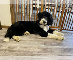 Small Photo #3 Sheepadoodle Puppy For Sale in HUTCHINSON, KS, USA