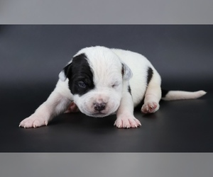 American Bully Puppy for sale in CHAMPAIGN, IL, USA
