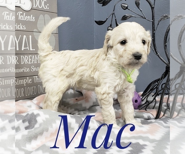 Medium Photo #41 Goldendoodle Puppy For Sale in CEDAR GAP, MO, USA