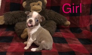 Boston Terrier Puppy for sale in GALT, CA, USA