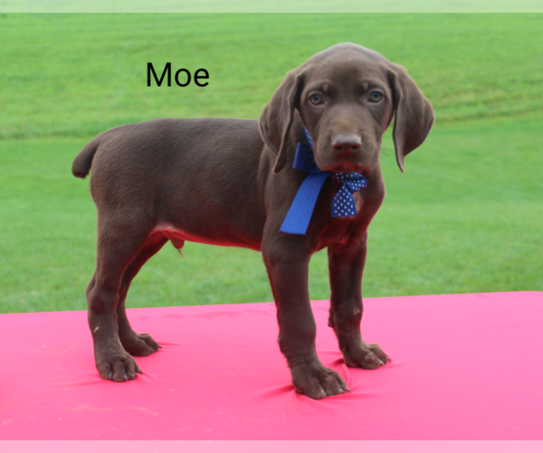 Medium Photo #1 German Shorthaired Pointer Puppy For Sale in RAGERSVILLE, OH, USA