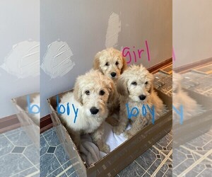 Goldendoodle Puppy for sale in LAPEER, MI, USA